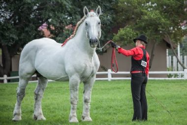 National Champion Stallion 